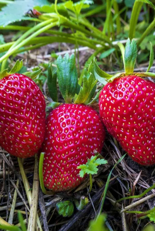 Early_Fruiting_Variety_Strawberry_Plant_For_Home_Garden,_Pack_Of_1