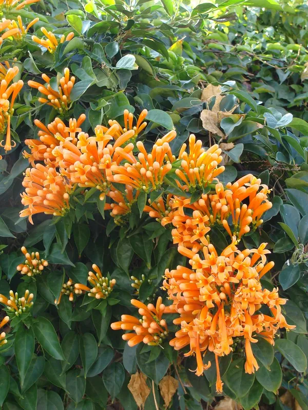 Easy_To_Care_Begonia_/Flame/Venusta_Creeper_Flower_Plant_(1.5-3.5_Ft_Height)_For_Unique_Home/Office/Garden_Decor_(Pack_Of_1)