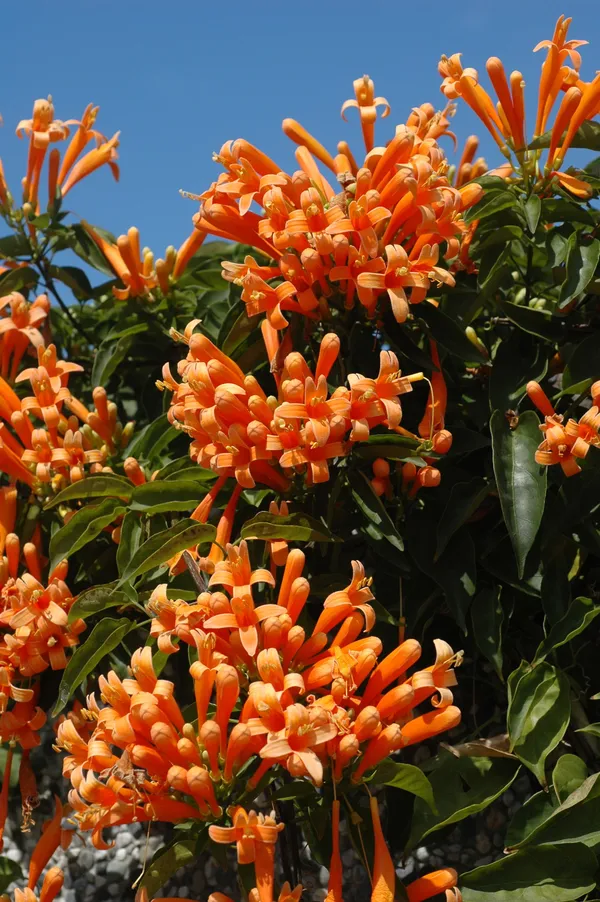Easy_To_Care_Begonia_/Flame/Venusta_Creeper_Flower_Plant_(1.5-3.5_Ft_Height)_For_Unique_Home/Office/Garden_Decor_(Pack_Of_1)