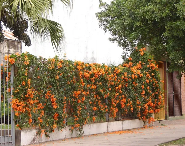 Easy_To_Care_Begonia_/Flame/Venusta_Creeper_Flower_Plant_(1.5-3.5_Ft_Height)_For_Unique_Home/Office/Garden_Decor_(Pack_Of_1)