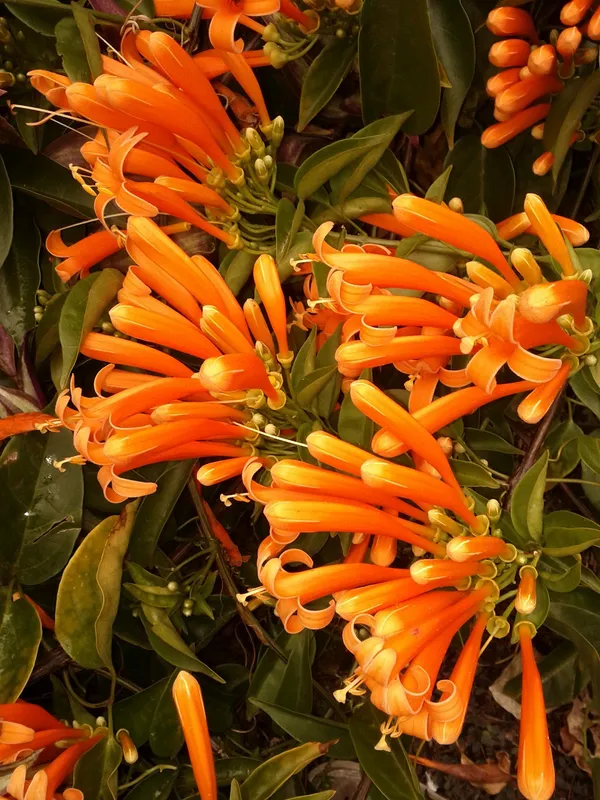 Easy_To_Care_Begonia_/Flame/Venusta_Creeper_Flower_Plant_(1.5-3.5_Ft_Height)_For_Unique_Home/Office/Garden_Decor_(Pack_Of_1)
