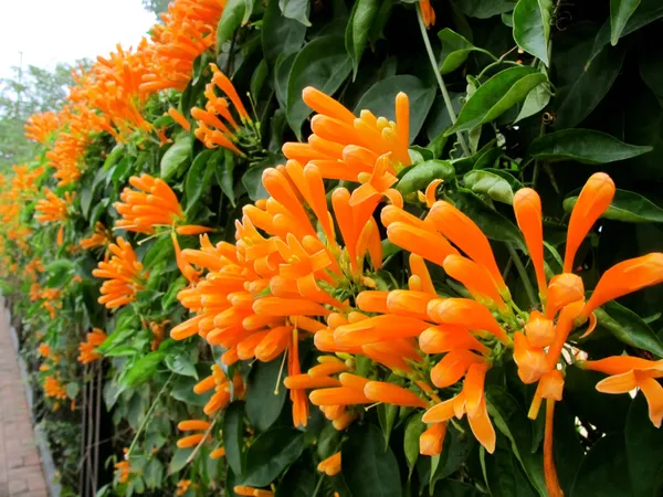 Easy_To_Care_Begonia_/Flame/Venusta_Creeper_Flower_Plant_(1.5-3.5_Ft_Height)_For_Unique_Home/Office/Garden_Decor_(Pack_Of_1)