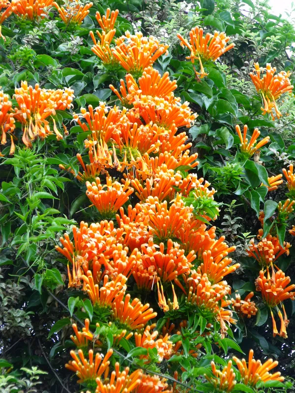 Easy_To_Care_Begonia_/Flame/Venusta_Creeper_Flower_Plant_(1.5-3.5_Ft_Height)_For_Unique_Home/Office/Garden_Decor_(Pack_Of_1)