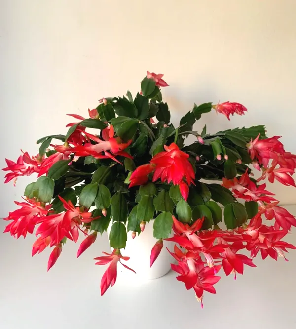 Easy_To_Care_Christmas_Cactus_Plant_–_Winter_Blooming_Indoor_Houseplant,_Great_Gift_Plant