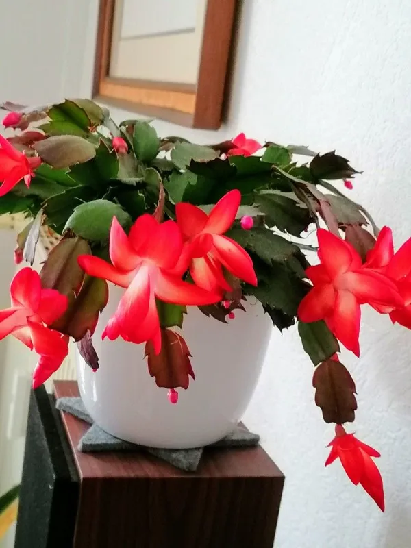 Easy_To_Care_Christmas_Cactus_Plant_–_Winter_Blooming_Indoor_Houseplant,_Great_Gift_Plant