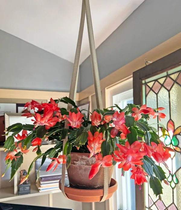 Easy_To_Care_Christmas_Cactus_Plant_–_Winter_Blooming_Indoor_Houseplant,_Great_Gift_Plant