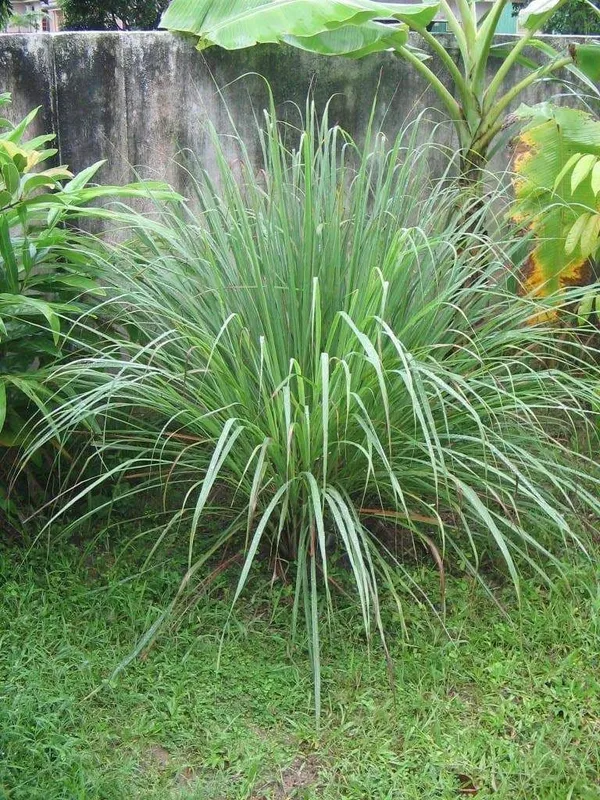 Easy_To_Care_Lemon_Grass_Plant_(Pack_Of_1)_For_Home_Garden