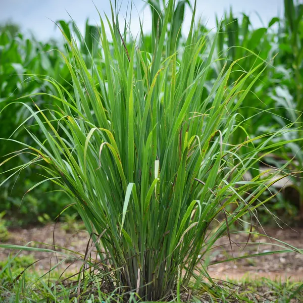 Easy_To_Care_Lemon_Grass_Plant_(Pack_Of_1)_For_Home_Garden