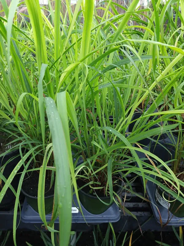 Easy_To_Care_Lemon_Grass_Plant_(Pack_Of_1)_For_Home_Garden