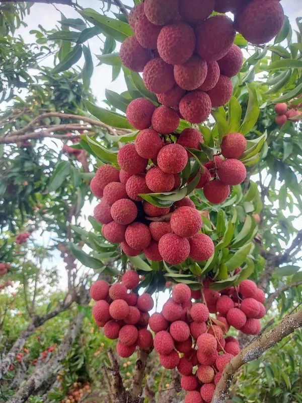 Easy_To_Grow_Bombai_Litchi_Fruit_Plant_&_Tree_(1.5-3.5_Ft_Height)_For_Your_Home_Garden_Well_Watered_Litchi_Plant,_Pack_Of_1