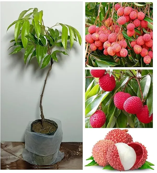 Easy_To_Grow_Bombai_Litchi_Fruit_Plant_&_Tree_(1.5-3.5_Ft_Height)_For_Your_Home_Garden_Well_Watered_Litchi_Plant,_Pack_Of_1