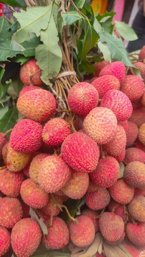Easy_To_Grow_Bombai_Litchi_Fruit_Plant_&_Tree_(1.5-3.5_Ft_Height)_For_Your_Home_Garden_Well_Watered_Litchi_Plant,_Pack_Of_1