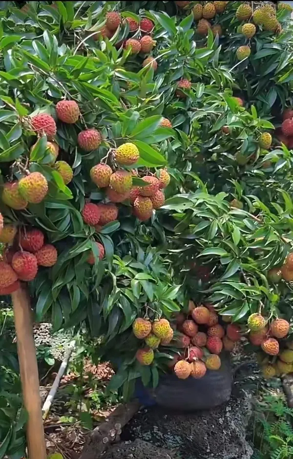 Easy_To_Grow_Bombai_Litchi_Fruit_Plant_&_Tree_(1.5-3.5_Ft_Height)_For_Your_Home_Garden_Well_Watered_Litchi_Plant,_Pack_Of_1