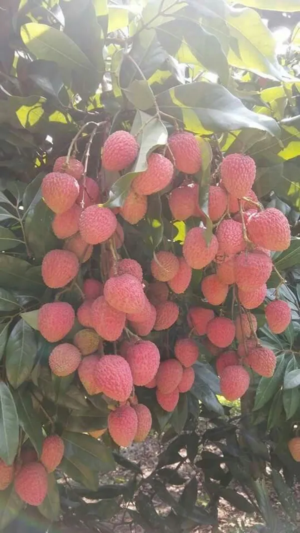 Easy_To_Grow_Bombai_Litchi_Fruit_Plant_&_Tree_(1.5-3.5_Ft_Height)_For_Your_Home_Garden_Well_Watered_Litchi_Plant,_Pack_Of_1