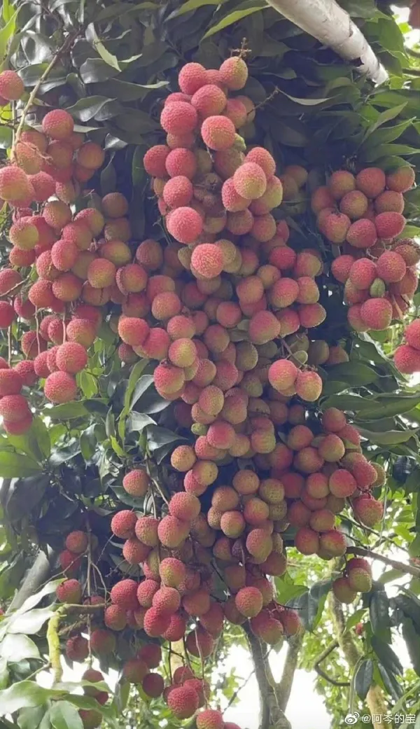 Easy_To_Grow_Bombai_Litchi_Fruit_Plant_&_Tree_(1.5-3.5_Ft_Height)_For_Your_Home_Garden_Well_Watered_Litchi_Plant,_Pack_Of_1