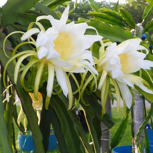 Easy_To_Grow_Dragon_Fruit_Plant_(Hybrid,_Pack_Of_3)