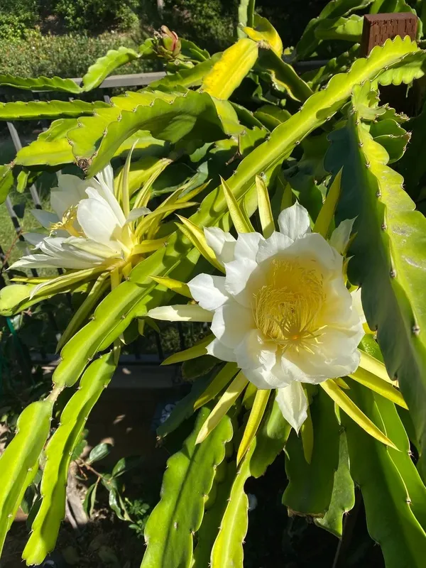 Easy_To_Grow_Dragon_Fruit_Plant_(Hybrid,_Pack_Of_3)
