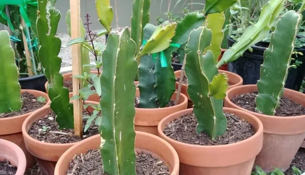 Easy_To_Grow_Dragon_Fruit_Plant_(Hybrid,_Pack_Of_3)
