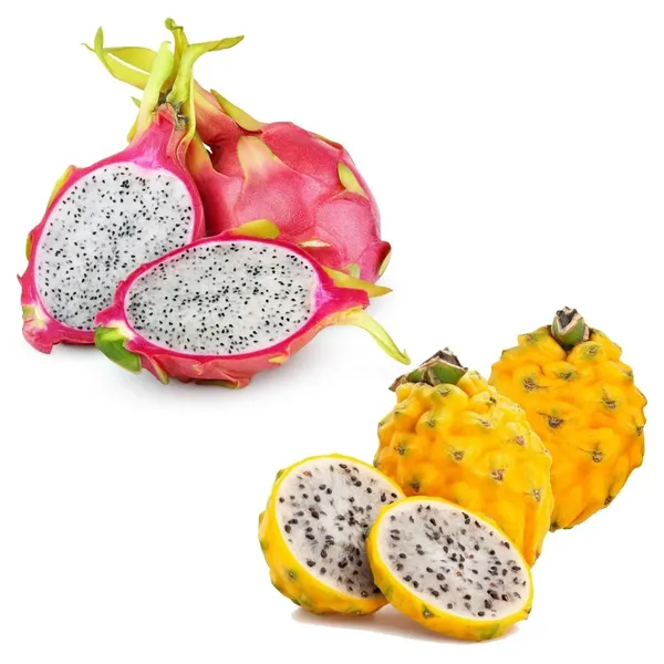 Easy_To_Grow_Dragon_Fruit_Plant_(Hybrid,_Pack_Of_3)