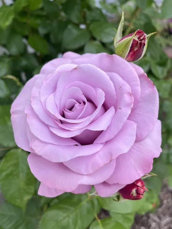 Easy_To_Grow_Rose_Flower_Plant_&_Tree_For_Home_Garden,_Pack_Of_2