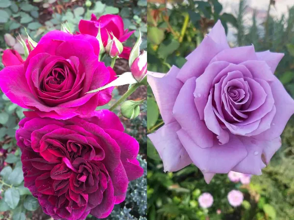 Easy_To_Grow_Rose_Flower_Plant_&_Tree_For_Home_Garden,_Pack_Of_2