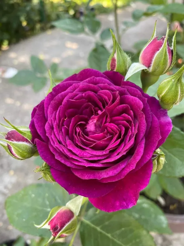 Easy_To_Grow_Rose_Flower_Plant_&_Tree_For_Home_Garden,_Pack_Of_2