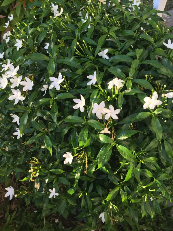 Easy_To_Grow_White_Crape_Jasmine_Flowering_Shrub/Bush/Garden_Decor_(Pack_Of_1)