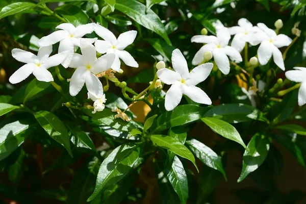 Easy_To_Grow_White_Crape_Jasmine_Flowering_Shrub/Bush/Garden_Decor_(Pack_Of_1)
