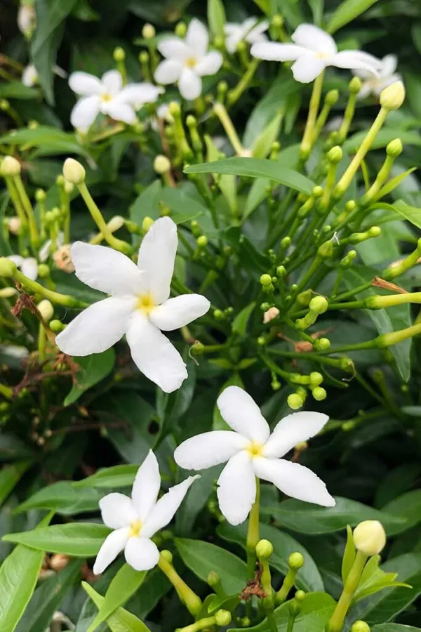 Easy_To_Grow_White_Crape_Jasmine_Flowering_Shrub/Bush/Garden_Decor_(Pack_Of_1)