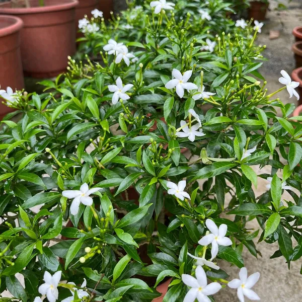 Easy_To_Grow_White_Crape_Jasmine_Flowering_Shrub/Bush/Garden_Decor_(Pack_Of_1)