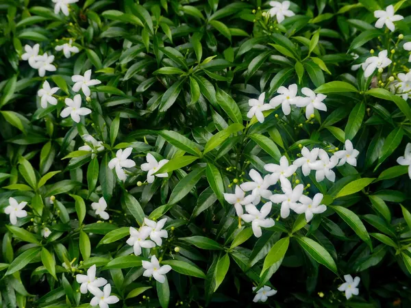 Easy_To_Grow_White_Crape_Jasmine_Flowering_Shrub/Bush/Garden_Decor_(Pack_Of_1)