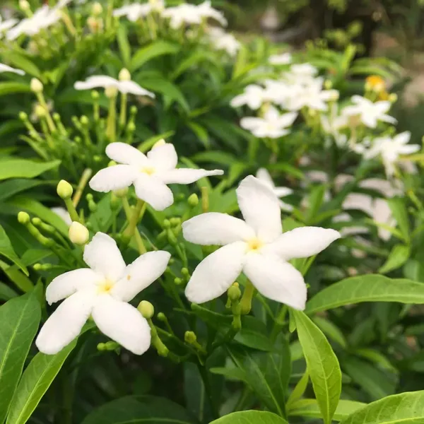 Easy_To_Grow_White_Crape_Jasmine_Flowering_Shrub/Bush/Garden_Decor_(Pack_Of_1)