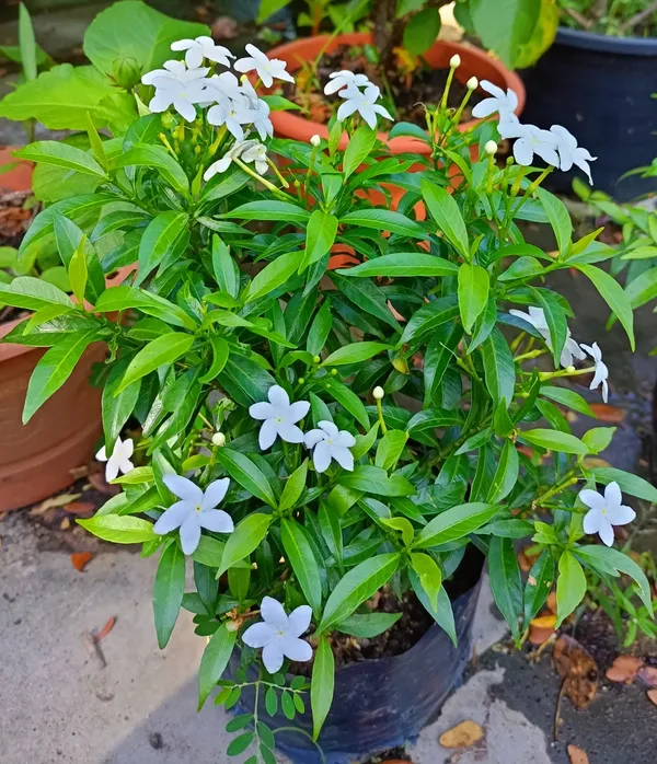 Easy_To_Grow_White_Crape_Jasmine_Flowering_Shrub/Bush/Garden_Decor_(Pack_Of_1)