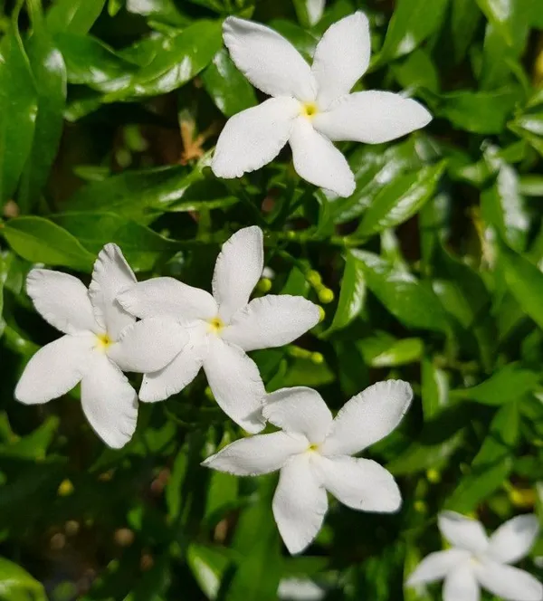 Easy_To_Grow_White_Crape_Jasmine_Flowering_Shrub/Bush/Garden_Decor_(Pack_Of_1)