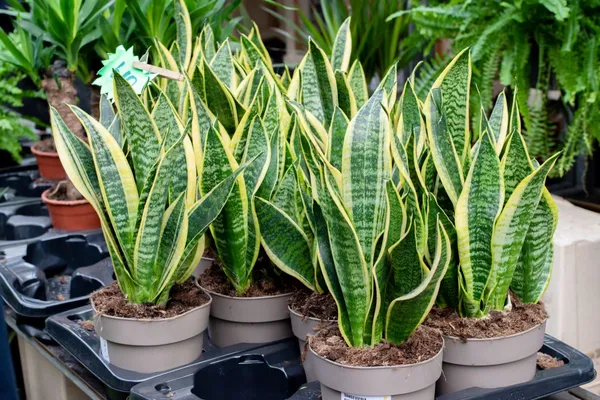 Excellent_Air_Purifier_Snake_Plant_Yellow-Edged_Leaves_For_Home_Decor/Gardening_(Pack_Of_1)