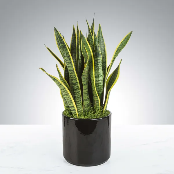 Excellent_Air_Purifier_Snake_Plant_Yellow-Edged_Leaves_For_Home_Decor/Gardening_(Pack_Of_1)