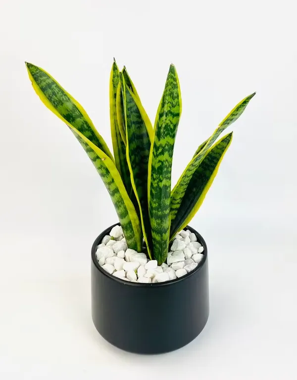 Excellent_Air_Purifier_Snake_Plant_Yellow-Edged_Leaves_For_Home_Decor/Gardening_(Pack_Of_1)