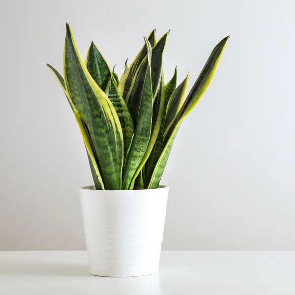 Excellent_Air_Purifier_Snake_Plant_Yellow-Edged_Leaves_For_Home_Decor/Gardening_(Pack_Of_1)