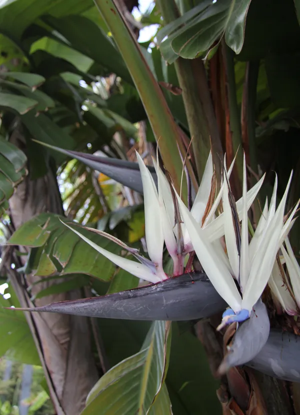 Exclusive_Bird_In_Flight_Shape_Flowers_Bird__Of_Paradise_Plant_(Pack_Of_1)