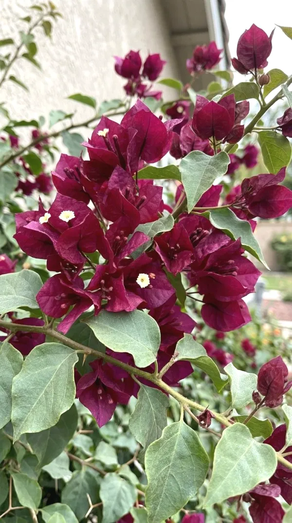 Exclusive_Meroon_Bougainvillea_Plant_For_Gardening,_Pack_Of_1
