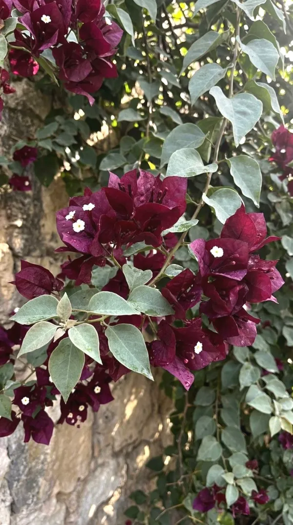 Exclusive_Meroon_Bougainvillea_Plant_For_Gardening,_Pack_Of_1