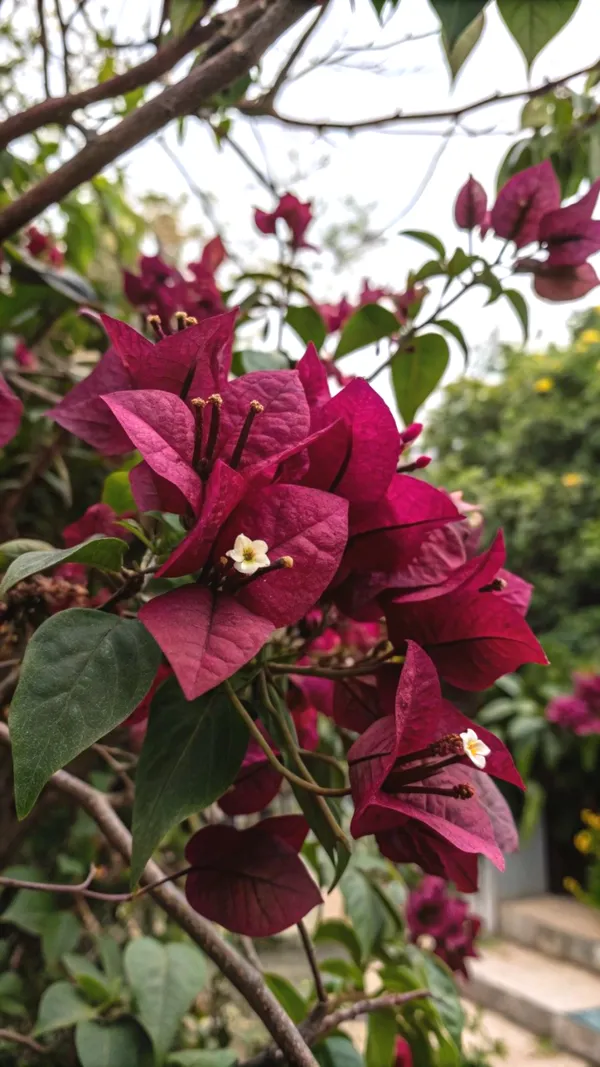 Exclusive_Meroon_Bougainvillea_Plant_For_Gardening,_Pack_Of_1