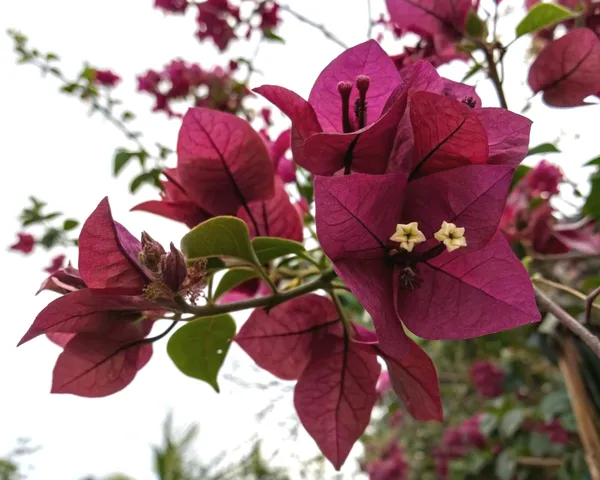 Exclusive_Meroon_Bougainvillea_Plant_For_Gardening,_Pack_Of_1