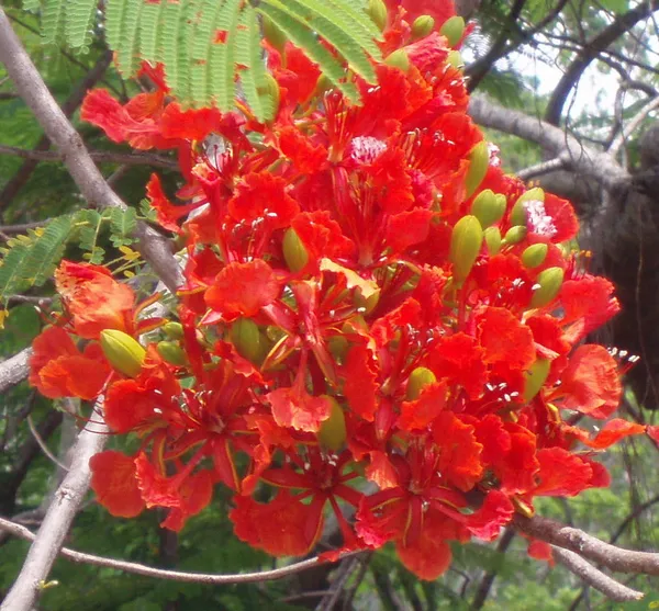 Eye_Catching_Gulmohar_Flower_Plant_&_Tree_(1.5-3.5_Ft_Height)_For_Home_Decor/Gardening,_Pack_Of_1