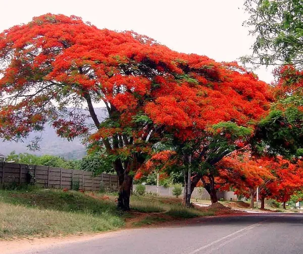 Eye_Catching_Gulmohar_Flower_Plant_&_Tree_(1.5-3.5_Ft_Height)_For_Home_Decor/Gardening,_Pack_Of_1