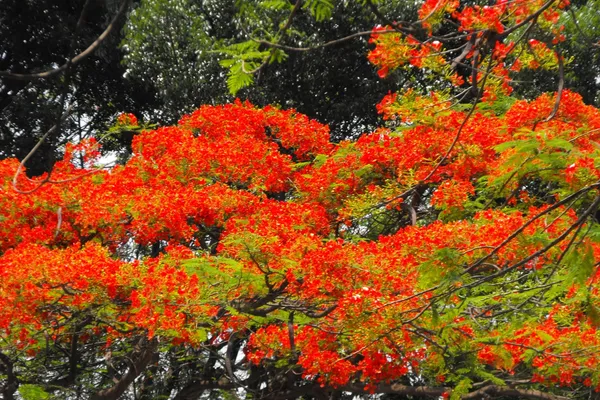 Eye_Catching_Gulmohar_Flower_Plant_&_Tree_(1.5-3.5_Ft_Height)_For_Home_Decor/Gardening,_Pack_Of_1