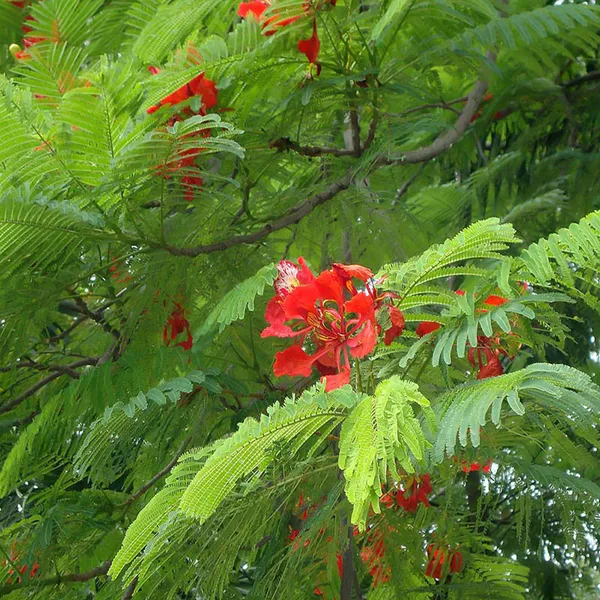 Eye_Catching_Gulmohar_Flower_Plant_&_Tree_(1.5-3.5_Ft_Height)_For_Home_Decor/Gardening,_Pack_Of_1