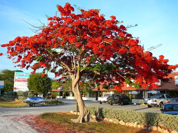 Eye_Catching_Gulmohar_Flower_Plant_&_Tree_(1.5-3.5_Ft_Height)_For_Home_Decor/Gardening,_Pack_Of_1