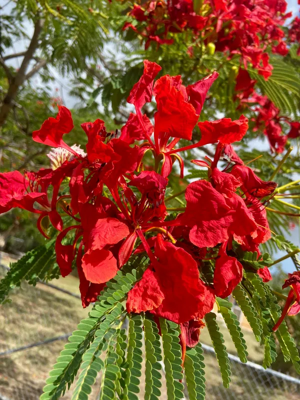 Eye_Catching_Gulmohar_Flower_Plant_&_Tree_(1.5-3.5_Ft_Height)_For_Home_Decor/Gardening,_Pack_Of_1