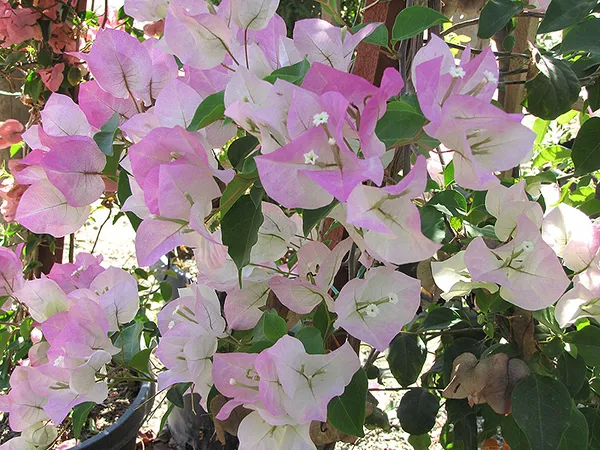 Eye_Catching_Thai_Delight_Bougainvillea_Flower_Plant_&_Tree_(1.5-3.5_Ft_Height)_Pack_Of_1